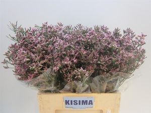 LIMONIUM SIN SEN D PINK 70